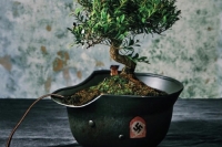La regola del bonsai/ Carlo D’Amicis