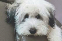 The dog's moral compass
